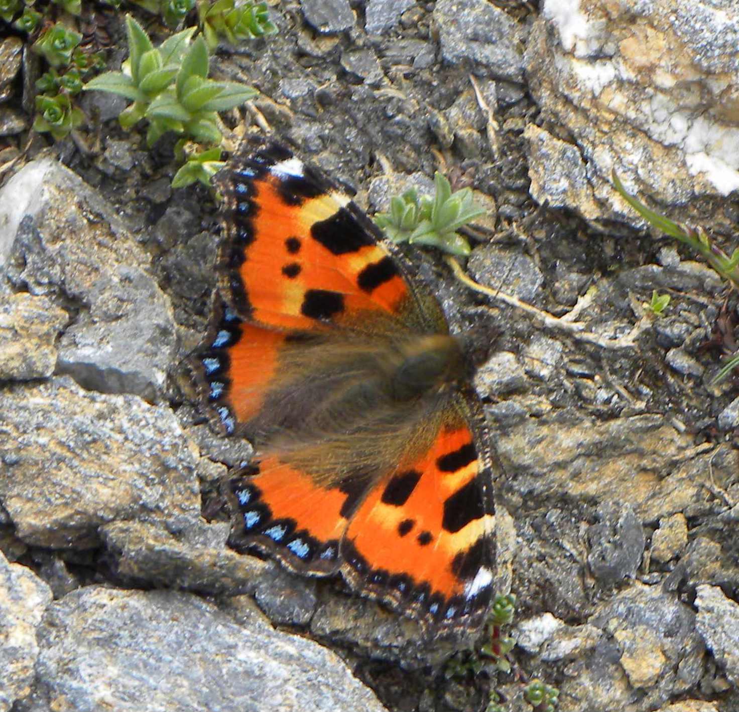 identificazione - Aglais urticae